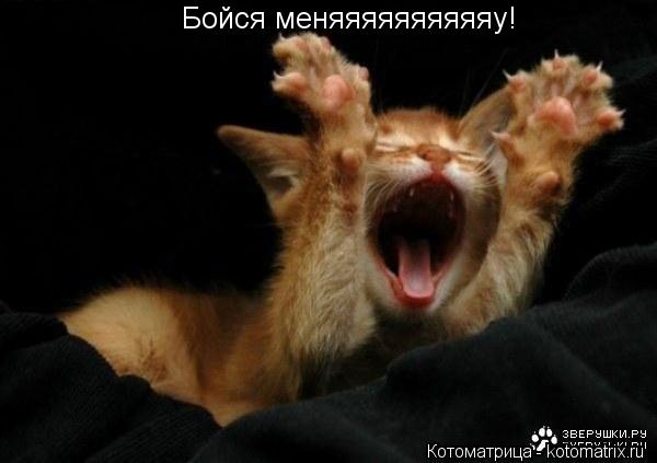 Котоматрица: Бойся меняяяяяяяяяяу!