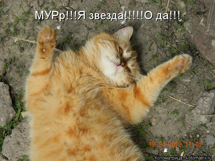 Котоматрица: МУРр!!!Я звезда!!!!!О да!!!
