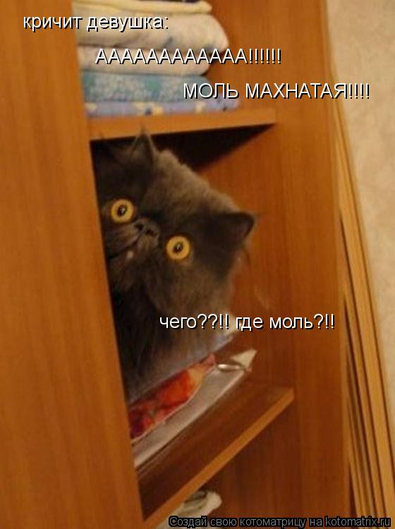 Котоматрица: кричит девушка: АААААААААААА!!!!!! МОЛЬ МАХНАТАЯ!!!! чего??!! где моль?!!