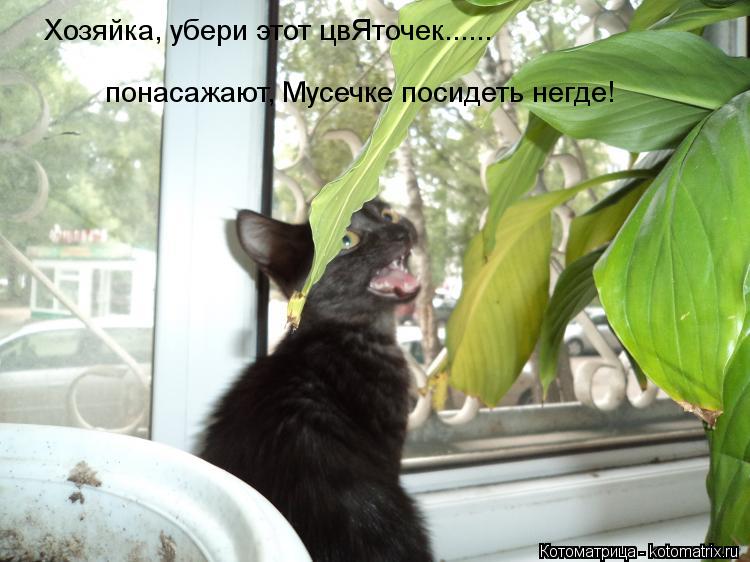 Котоматрица: Хозяйка, убери этот цвЯточек...... понасажают, Мусечке посидеть негде! Хозяйка, убери этот цвЯточек......  Хозяйка, убери этот цвЯточек......  понас