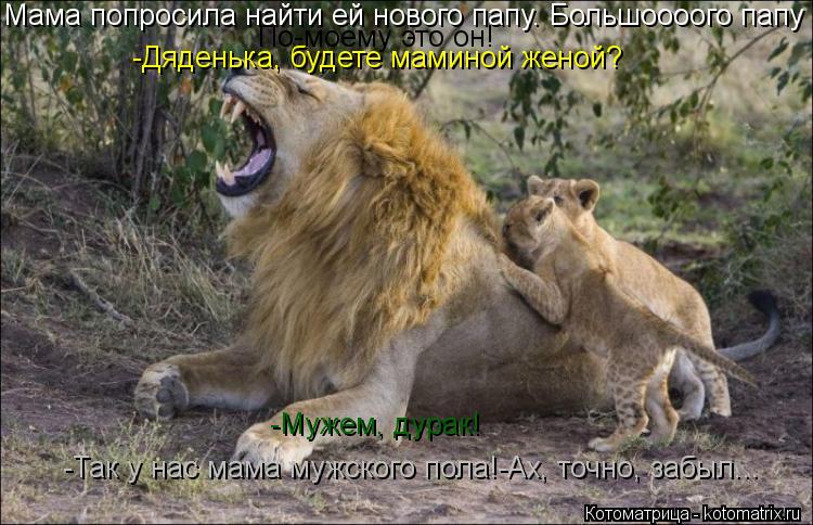 Котоматрица: Мама попросила найти ей нового папу. Большоооого папу По-моему это он! -Дяденька, будете маминой женой? -Мужем, дурак! -Так у нас мама мужского