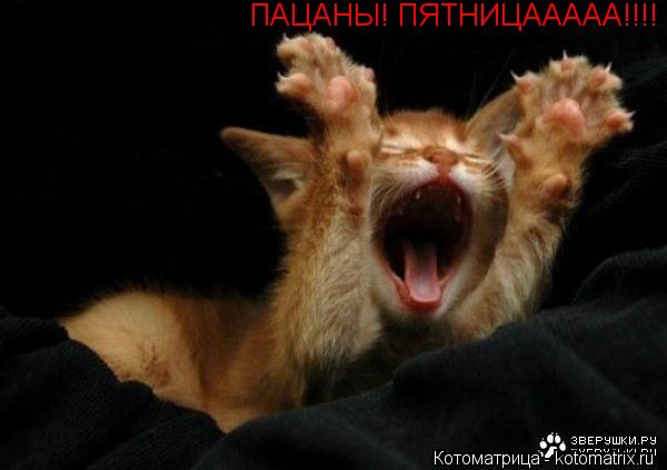 Котоматрица: ПАЦАНЫ! ПЯТНИЦААААА!!!!