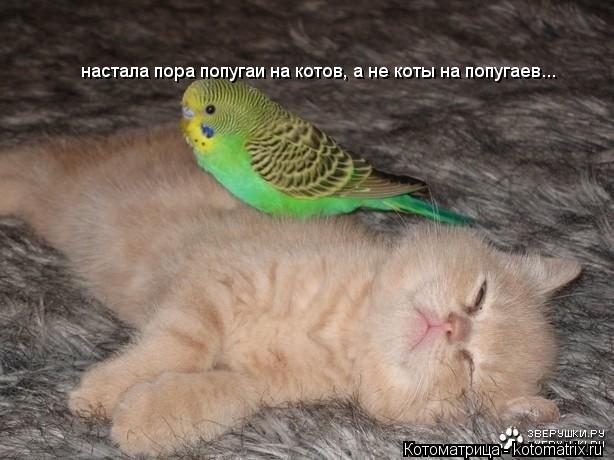 Котоматрица: настала пора попугаи на котов, а не коты на попугаев...