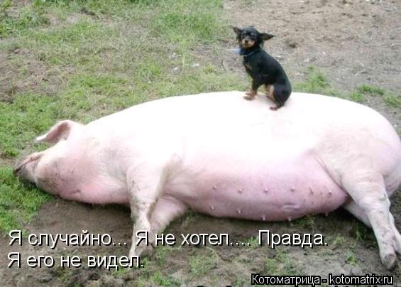 Я случайно... Я не хотел.... Правда. Я его не видел.... Котоматрица: Я случайно... Я не хотел.... Правда. Я его не видел.