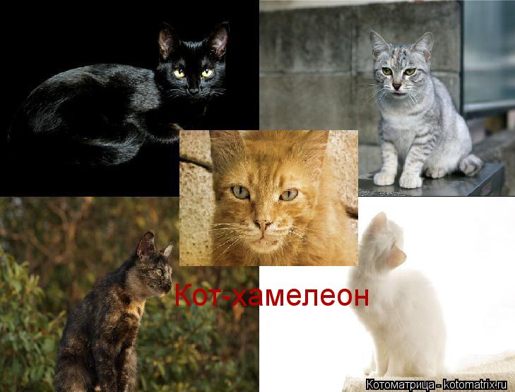 Кот-хамелеон... Котоматрица: Кот-хамелеон