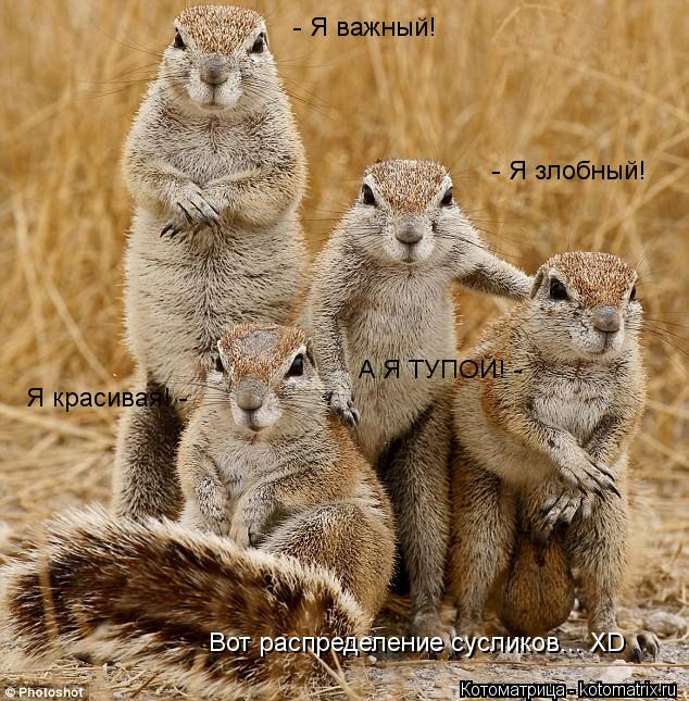 Котоматрица: - Я важный! Я красивая! -  - Я злобный! А Я ТУПОЙ! - Вот распределение сусликов... XD