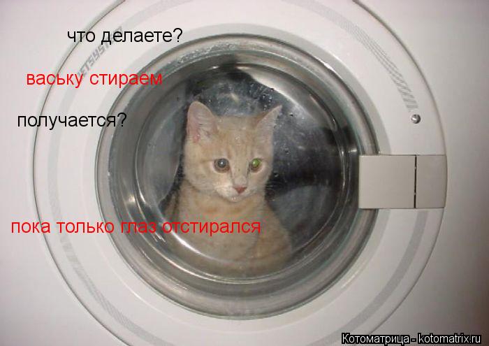 Котоматрица: что делаете? ваську стираем получается? пока только глаз отстирался
