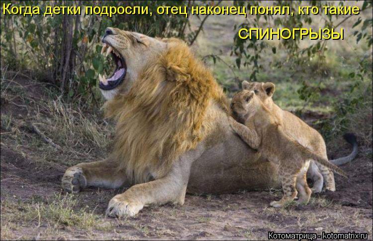 Котоматрица: Когда детки подросли, отец наконец понял, кто такие  СПИНОГРЫЗЫ