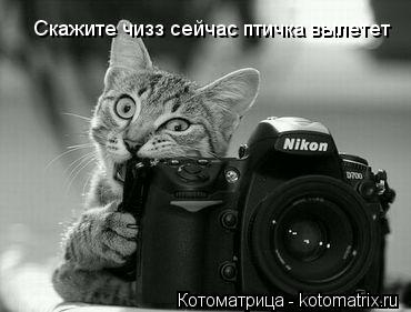 Котоматрица: Скажите чизз сейчас птичка вылетет