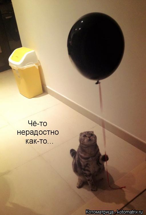 Котоматрица: Чё-то нерадостно как-то...
