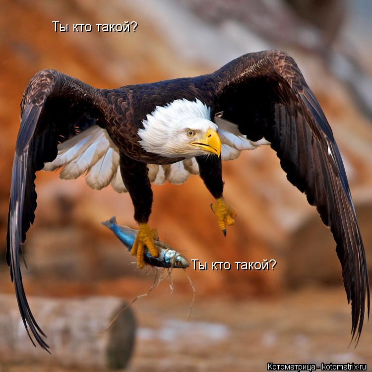 Котоматрица: Ты кто такой? Ты кто такой?