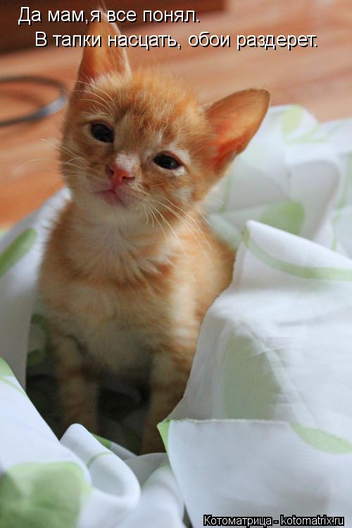 Котоматрица: Да мам,я все понял. В тапки насцать, обои раздерет.