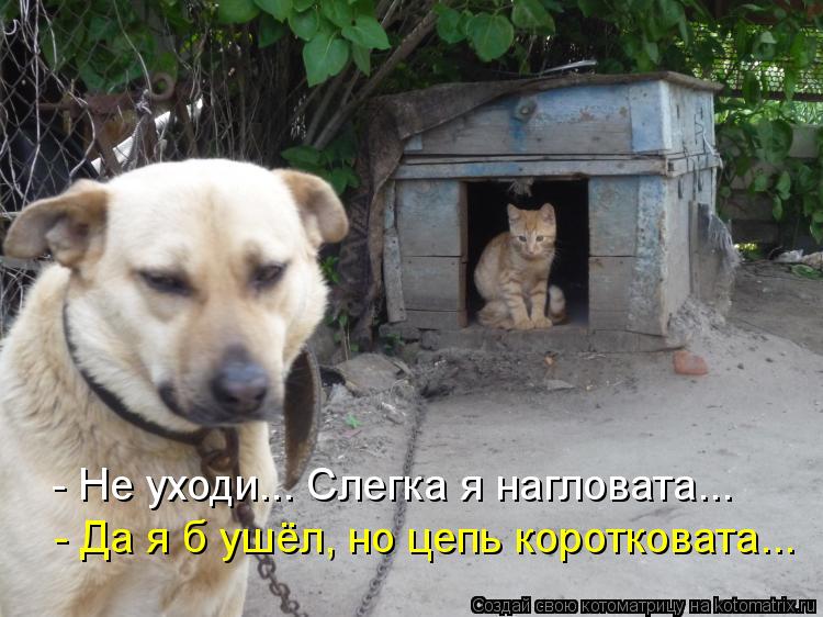 Котоматрица: - Не уходи... Слегка я нагловата... - Да я б ушёл, но цепь коротковата...