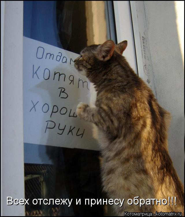 Котоматрица: Всех отслежу и принесу обратно!!!