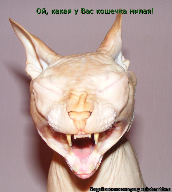 Котоматрица: Ой, какая у Вас кошечка милая!