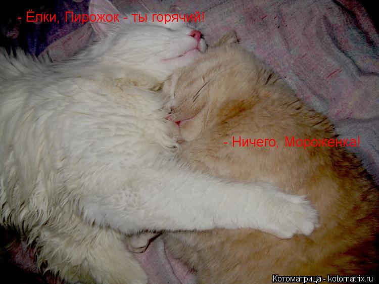 Котоматрица: - Ёлки, Пирожок - ты горячий!  - Ничего, Мороженка!