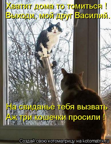 Котоматрица: Хватит дома то томиться ! Выходи, мой друг Василий... На свиданье тебя вызвать Аж три кошечки просили !
