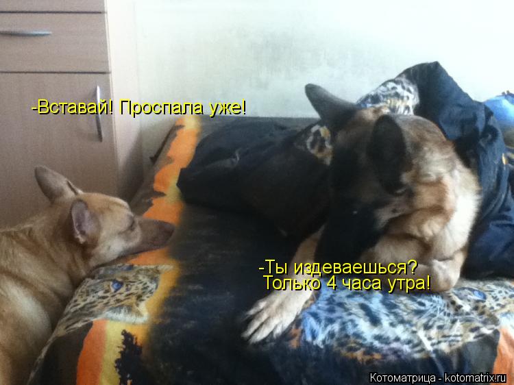 Котоматрица: -Вставай! Проспала уже! -Ты издеваешься? Только 4 часа утра!