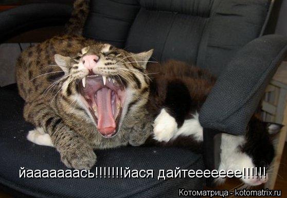 Котоматрица: йааааааась!!!!!!!йася дайтеееееее!!!!!!