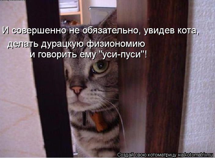 Котоматрица: И совершенно не обязательно, увидев кота,  делать дурацкую физиономию  и говорить ему "уси-пуси"!