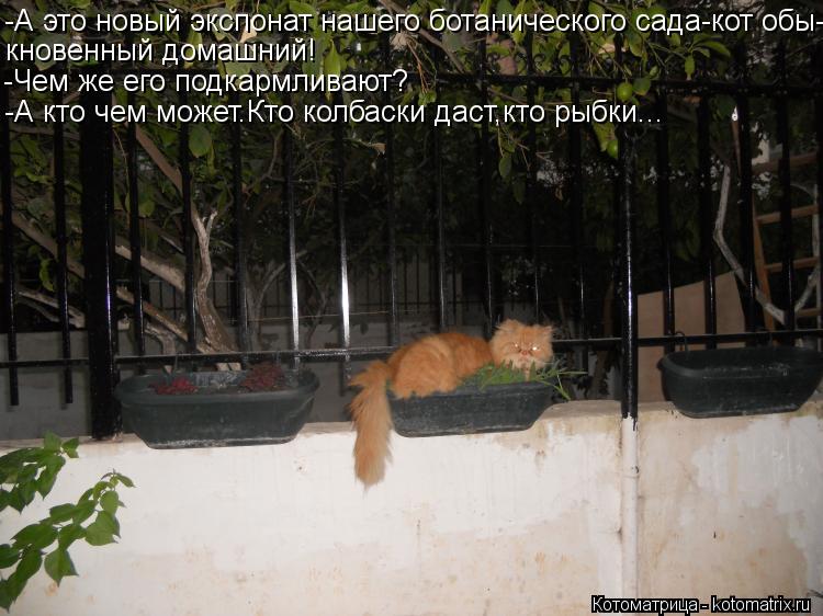 Котоматрица: -А это новый экспонат нашего ботанического сада-кот обы- кновенный домашний! -Чем же его подкармливают? -А кто чем может.Кто колбаски даст,кт