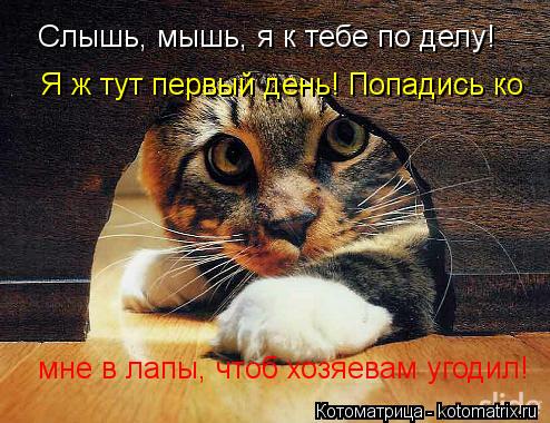 Котоматрица: Слышь, мышь, я к тебе по делу! Я ж тут первый день! Попадись ко  мне в лапы, чтоб хозяевам угодил!