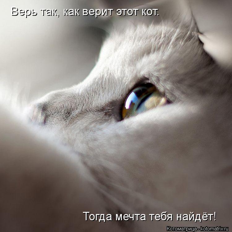 Котоматрица: Верь так, как верит этот кот. Тогда мечта тебя найдёт!