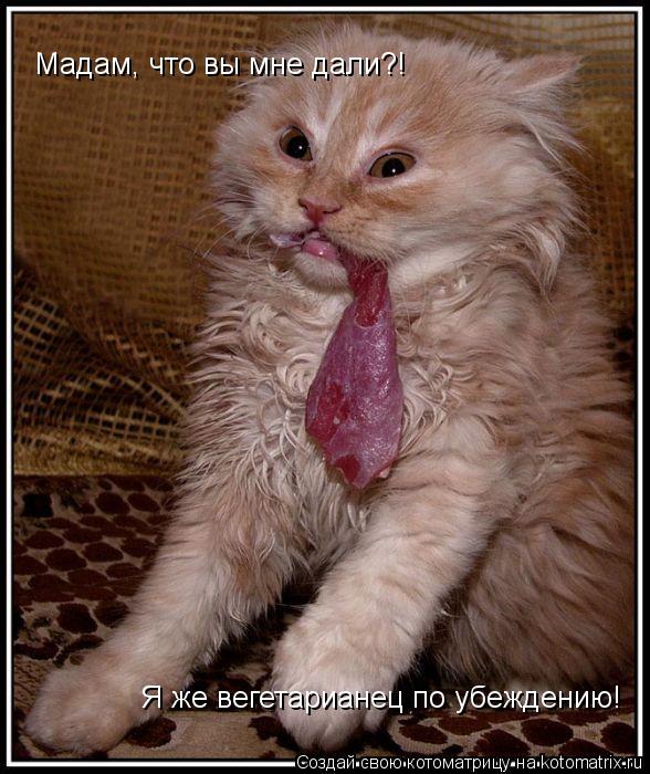 Мадам, что вы мне дали?! Я же вегетарианец по убеждению!... Котоматрица: Мадам, что вы мне дали?! Я же вегетарианец по убеждению!