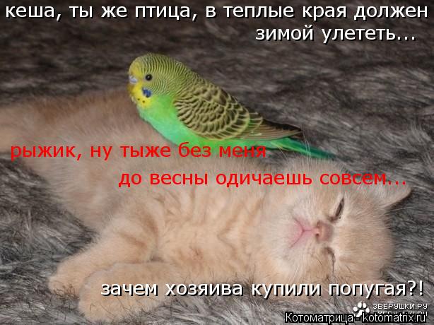 Котоматрица: кеша, ты же птица, в теплые края должен  зимой улететь...  зачем хозяива купили попугая?! рыжик, ну тыже без меня  до весны одичаешь совсем...