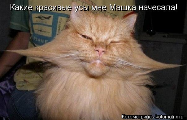 Котоматрица: Какие красивые усы мне Машка начесала!