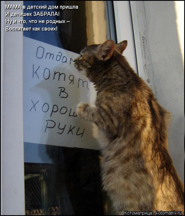 Котоматрица: МАМА в детский дом пришла И детишек ЗАБРАЛА! Ну и что, что не родных – Воспитает как своих!