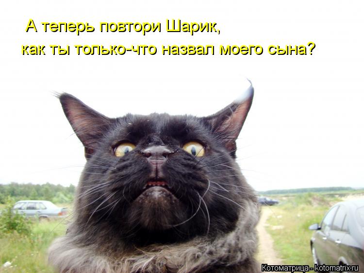 Котоматрица: А теперь повтори Шарик,  как ты только-что назвал моего сына?