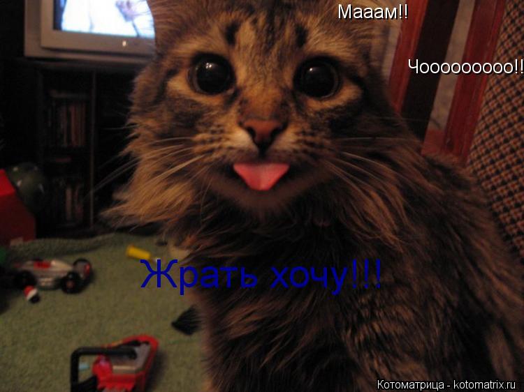 Котоматрица: Мааам!! Чооооооооо!!!   Жрать хочу!!!