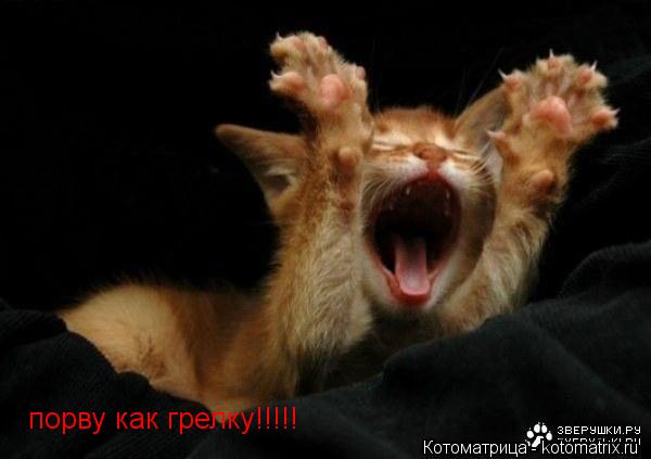 порву как грелку!!!!!... Котоматрица: порву как грелку!!!!!