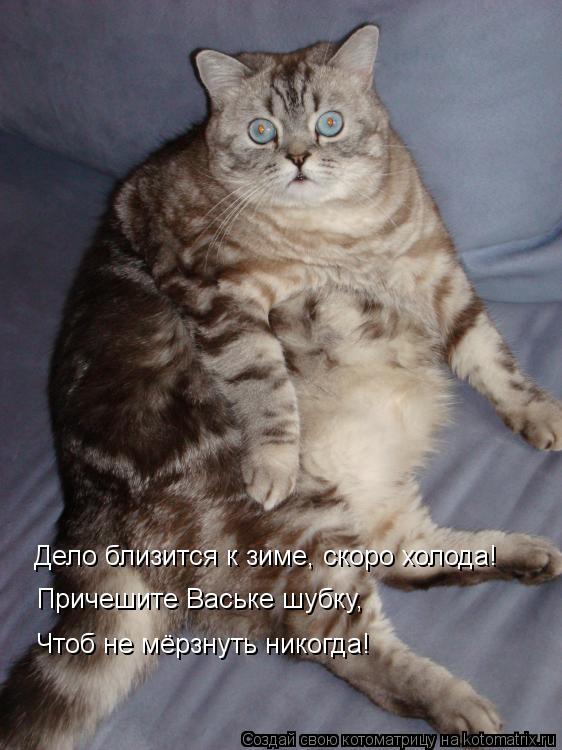 Котоматрица: Дело близится к зиме, скоро холода! Причешите Ваське шубку, Чтоб не мёрзнуть никогда!