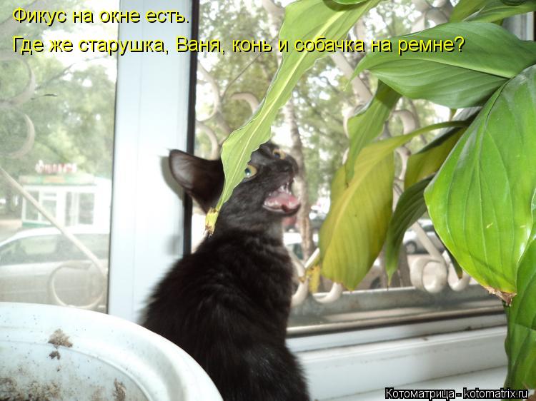 Котоматрица: Фикус на окне есть. Где же старушка, Ваня, конь и собачка на ремне?