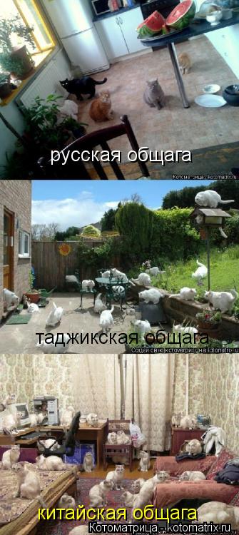 Котоматрица: русская общага таджикская общага китайская общага