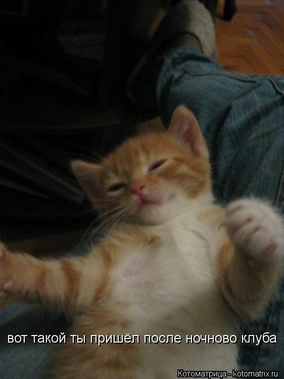 Котоматрица: вот такой ты пришёл после ночново клуба