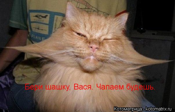 Котоматрица: Бери шашку, Вася. Чапаем будешь.