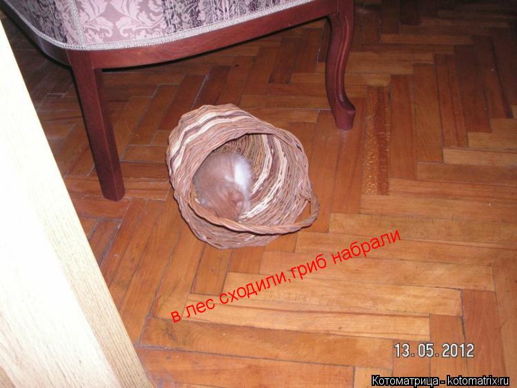 Котоматрица: в лес сходили,гриб набрали