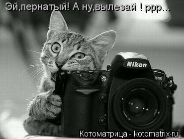 Котоматрица: Эй,пернатый! А ну,вылезай ! ррр...
