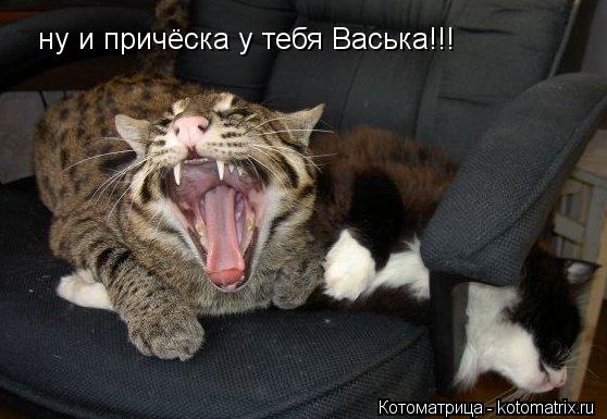 ну и причёска у тебя Васька!!!... Котоматрица: ну и причёска у тебя Васька!!!