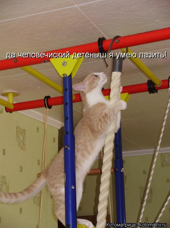 Котоматрица: да человечиский детёныш я умею лазить! да человечиский детёныш я умею лазить!