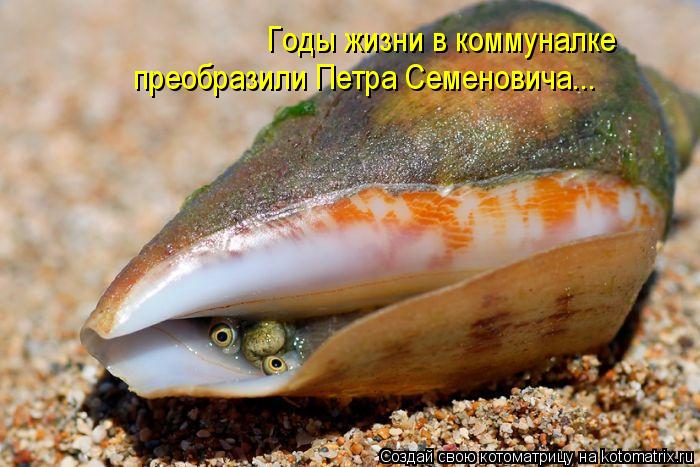 Котоматрица: Годы жизни в коммуналке преобразили Петра Семеновича...