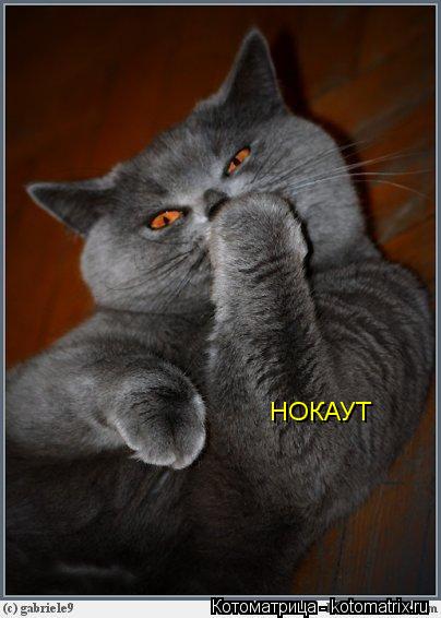 НОКАУТ... Котоматрица: НОКАУТ