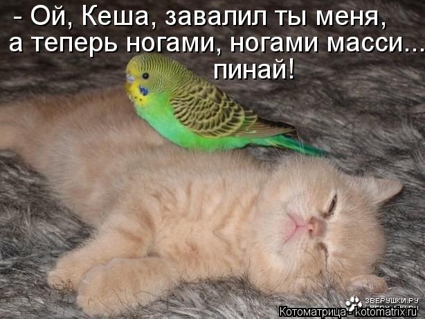 Котоматрица: - Ой, Кеша, завалил ты меня, а теперь ногами, ногами масси... пинай!