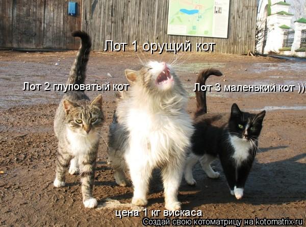 Котоматрица: Лот 1 орущий кот Лот 2 глуповатый кот Лот 3 маленький кот ))) цена 1 кг вискаса