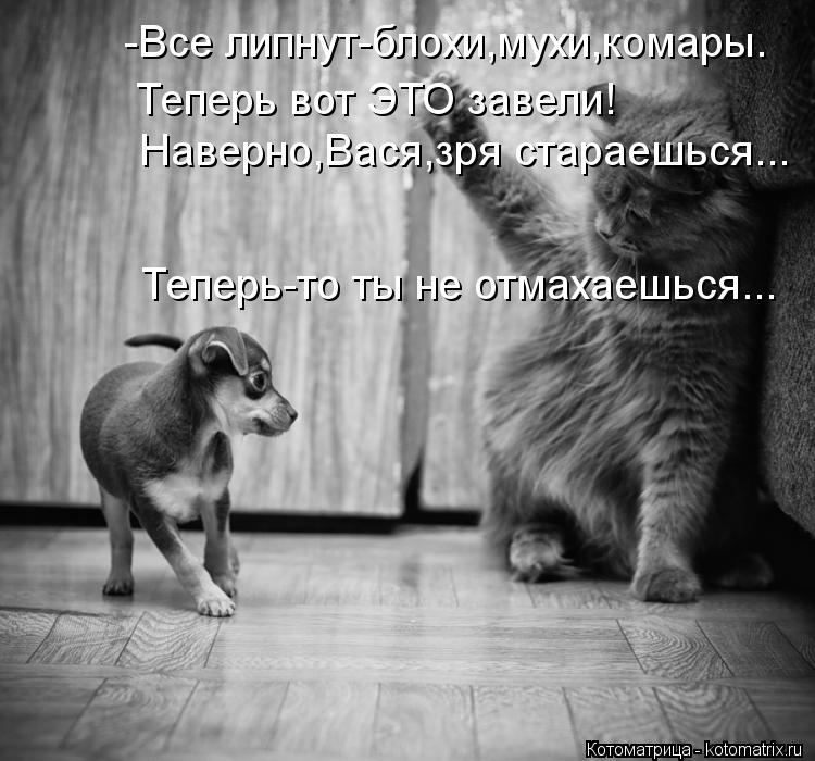 -Все липнут-блохи,мухи,комары. Наверно,Вася,зря стараешься... Теперь-то ты не отмахаешься... Теперь в... Котоматрица: -Все липнут-блохи,мухи,комары. Наверно,Вася,зря стараешься... Теперь-то ты не отмахаешься... Теперь вот ЭТО завели!