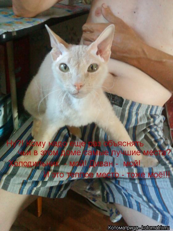 Ну?! Кому надо еще раз объяснять чьи в этом доме самые лучшие места? Холодильник - мой! Диван - мо... Котоматрица: Ну?! Кому надо еще раз объяснять чьи в этом доме самые лучшие места? Холодильник - мой! Диван - мой! И это теплое место - тоже моё!!!
