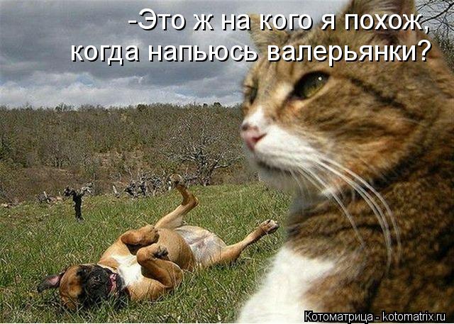 -Это ж на кого я похож, когда напьюсь валерьянки?... Котоматрица: -Это ж на кого я похож, когда напьюсь валерьянки?